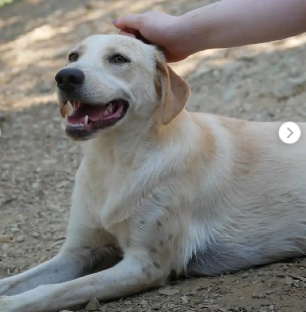 Femmina Quasi 2Anni Tg Media Salvata Da 1Lager